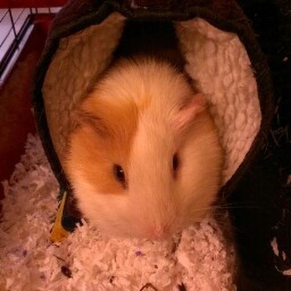 Meet your Posher, Jessica - Picture 1 of 1